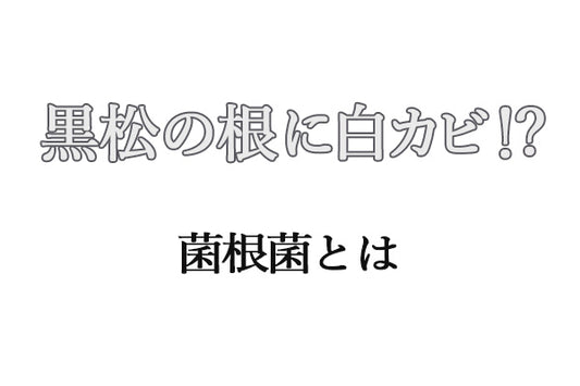 白いカビがびっしり!? 松の根に潜む菌根菌の秘密