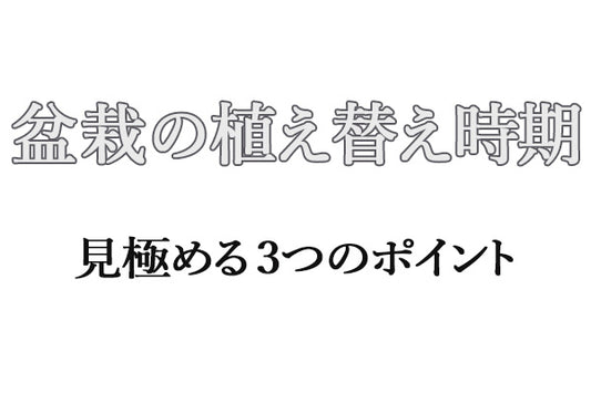 盆栽の植え替え時期を見極める3つのポイント|初心者向け