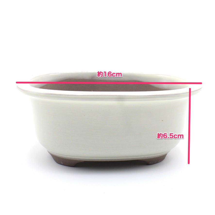 盆栽鉢 小判エン付鉢 瀬戸焼 (5号(約16センチ), クリーム釉(白色))